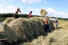 В Туве из-за низкого уровня травостоя отодвигаются сроки кормозаготовки 