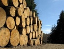 В Туве обсуждают меры по развитию лесоперерабатывающей отрасли 