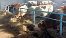 В Туве приступили к организации пунктов искусственного осеменения сельхозживотных