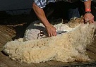 В хозяйствах Тувы с середины апреля идет стрижка коз