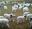 В животноводческих хозяйствах Тувы началась окотная кампания