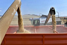 Тувинские хлеборобы проведут урожай через ФГИС «Зерно»