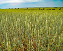 В Туве урожайность зерновых культур превосходит прошлогодние объемы