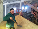 В Туве производителям зерна компенсируют до 50 % затрат