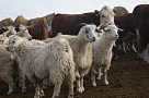 В нескольких районах Тувы заснеженность пастбищ вынуждает животноводов использовать кормовой резерв  