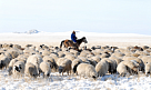  В Туве принимают меры по сохранению поголовья скота и увеличению продуктивности животных в зимний период