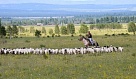 В Туве за счет проекта «Кыштаг для молодой семьи» поголовье овец увеличилось более чем на 14 тысяч