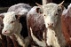 В Туве предусмотрены меры государственной поддержки при создании модульных цехов по забою скота