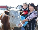 В Туве социальную помощь в  виде коровы с теленком получили 619  многодетных семей
