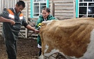 Социальный проект "Корова-кормилица" в Туве в этом году охватит более 1300 человек