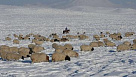 В Туве животноводам, испытывающим трудности в зимовке скота, помогают кормами из республиканского резерва