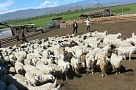 В Туве передали скот 105-ти участникам третьего  этапа губернаторского проекта «Кыштаг для молодой семьи»