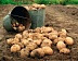 В районах Тувы  идет сбор урожая по программе "Социальный картофель"
