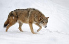 Охотникам Тувы установили норму ежегодного отстрела волков