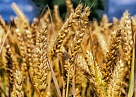 Средняя урожайность зерновых культур в Туве составила 15,6 центнеров с гектара, или вдвое больше, чем в 2017 году