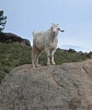 Тувинские козы стали лучшими на Сибирско-Дальневосточной выставке племенных животных