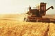 Хлеборобам Тувы предстоит убрать  7,9 гектаров зерновых культур