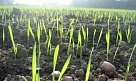 В Туве завершают яровой сев зерновых