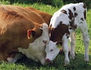 В Туве утверждены Правила содержания сельскохозяйственных животных