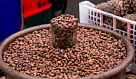 В Туве изменили сроки заготовки кедрового ореха